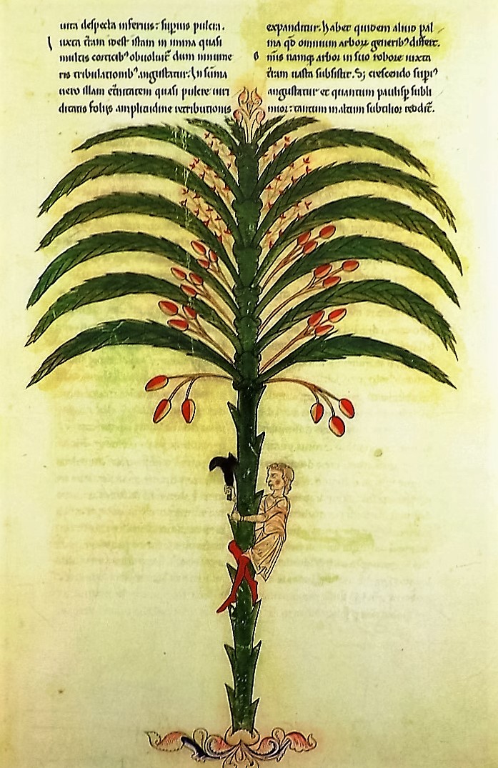 LA METÁFORA DE LA PALMERA